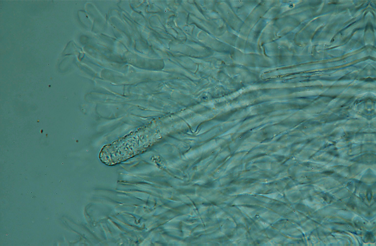 Ritrovamento n� 5 del 26-11-2011 (Irpex lacteus)